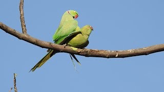 Parrots mating  Rose ringed Parakeet pair [upl. by Erskine]