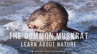 The Common Muskrat  Learn about Nature 📔 [upl. by Hoag]