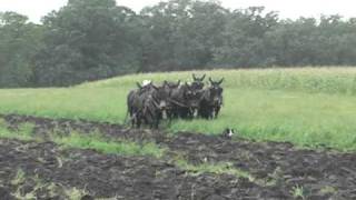 Mule Plowing Fall of 2010 [upl. by Nnaynaffit13]