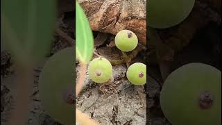 Ficus racemosa Moraceae family nature forestflower trending fruit natureforest floragarden [upl. by Atiran]