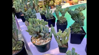 Crested Cactus Myrtillocactus geometrizans Collection Part 3  Episode 147 [upl. by Yelnik491]