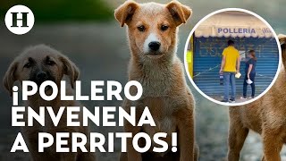 ¡Crueldad animal Pollero de Nicolás Romero Edomex mata a perritos con veneno [upl. by Eseilanna]