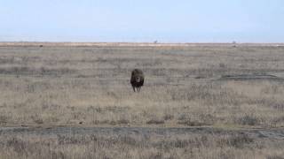 BlackManed Lion Walking Ngorongoro Crater Tanzania [upl. by Kunin]