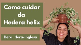 Como cuidar da Herainglesa Hedera helix plantas pendentes [upl. by Haggar]