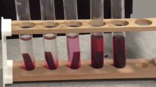 Membrane Permeability Beetroot Practical [upl. by Jareb470]