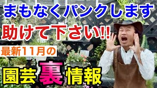 【チャンスタイム】11月の植物の入荷量が凄すぎて困ってます。。。【カーメン君】【園芸】【ガーデニング】【初心者】 [upl. by Vanda624]