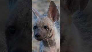 Nikon D500 wildlife photography  Hyenas in the wild safari wildlife nikonwildlife animals [upl. by Sualk491]