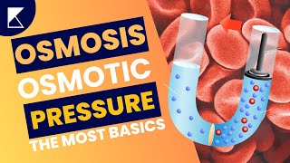 Osmosis and Osmotic Pressure Explained in less than 2 mins  Easy Science for Everyone Koncise [upl. by Eeralih]