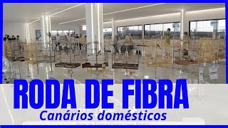 RODA DE FIBRA de canários domésticos [upl. by Arikahc81]