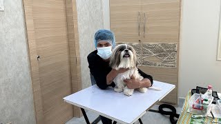 Pet grooming services in patna at your doorstep [upl. by Terza75]