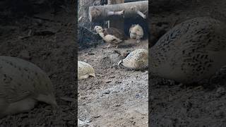 Coturnix quail crowing Like and subscribe for more content coturnixquail quail raisingquails [upl. by Lawler]