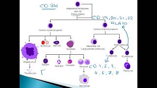 Acute Lymphocytic Leukemia ALL in pediatrics [upl. by Diane]