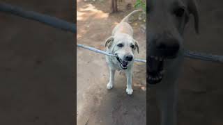 Gieni aaj stick ko tod degi shorts youtubeshorts doglover [upl. by Bob]