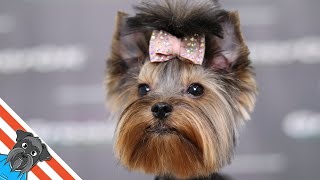 Yorkshire terrier grooming [upl. by Atiuqcaj790]