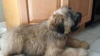 Nellie the Wheaten Terrier  3 to 4 Months [upl. by Casi]