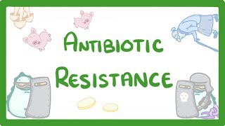 GCSE Biology  What is Antibiotic Resistance Why Antibiotic Resistance is a HUGE issue 81 [upl. by Enaz]