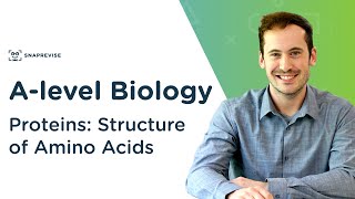 Proteins Structure of Amino Acids  Alevel Biology  OCR AQA Edexcel [upl. by Acceber]