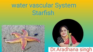 Water Vascular System Of Starfish science biology zoology [upl. by Kile925]