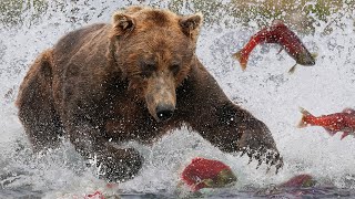 Grizzly Bears The Drama of the Alaskan Salmon Run  Alaska 🌎 🇺🇸  Wild Travel  Robert E Fuller [upl. by Leumhs621]