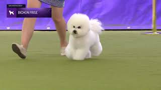 Bichons Frises  Breed Judging 2024 [upl. by Eetsim466]