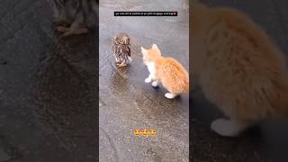 Saanson ko  OWL ko Bacha Liya  sadshorts shortfeed shorts owl youtubeshorts saansonko song [upl. by Yt]