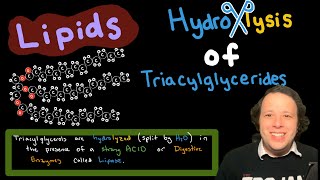 Lipids Hydrolysis of Triacylglycerides [upl. by Ardnauqal]