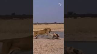 The Fierce Battle at the Waterhole A Lioness Faces Off Against a Pack of Wild Dogs [upl. by Vladimar]