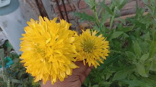 How to grow and care Gaillardia flower plant [upl. by Ynittirb]