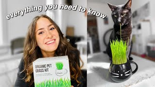 CAT GRASS What You Need to Know [upl. by Hoes74]