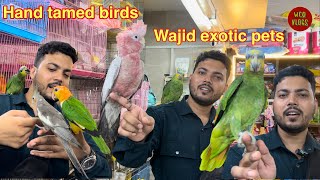 Exotic birds available in Jogeshwari Mumbai wajid exotic pets [upl. by Abelard]