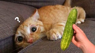 Cucumbers Scare The Life Out Of Cats 😮 [upl. by Yorgo]