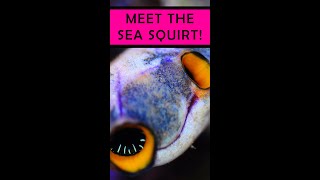 Meet the Sea Squirt [upl. by Dloreh]