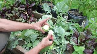 Kohlrabi Harvest and Introduction A Cultivar of Cabbage TRG 2016 [upl. by Sternick]