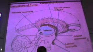 2Minute Neuroscience Spinal Cord Crosssection [upl. by Ainolopa]