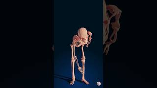 Human body skeleton over view  Human body skeleton 3d animations [upl. by Sadnac]