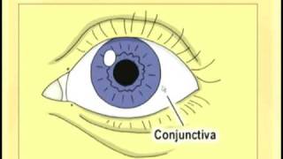 Ophthalmology Lecture  Eye Anatomy Part 1 [upl. by Gregrory549]