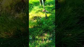 Cutting Weed in the garden day27 satisfying automobile lawn [upl. by Dreda135]