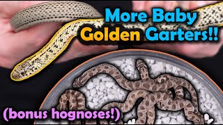 Our Golden Garters and Hognose Snakes had more Babies [upl. by Sindee]