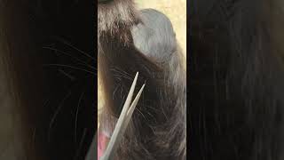 Hair notching technique very simple and easy  shorts video trending ✂️✂️✂️✂️😱😱😱😱 [upl. by Ybroc]