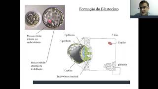 Aula 4 PARTE 1  Revisão de gastrulação neurulação somitogênese e fechamento do embrião [upl. by Ifar]