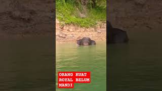 Gajah royal belum mandigajahroyalbelumroyalbelum [upl. by Eniawtna]