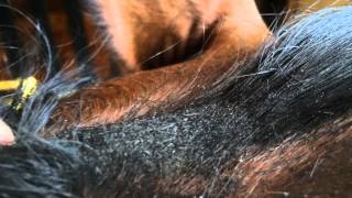 How to Groom a Horse for a Horse Show [upl. by Amero]