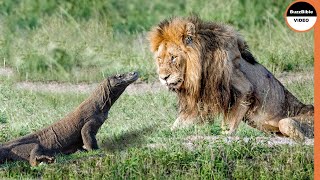 Even Lion Cant Survive A Komodo Dragon Attack [upl. by Yttap714]