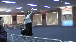 Pepper Heelwork to Music Starters Competition August 2012mp4 [upl. by Icyac]