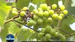 Inquiétude chez les viticulteurs  le mildiou sinstalle dans les vignes [upl. by Nehtanoj157]