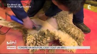 ANIMAUX  Tondre un mouton cest tout un art [upl. by Whyte]