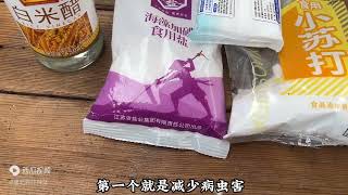 白醋小苏打喷辣椒，作用大效果好，但要掌握正确的使用方法才有用 [upl. by Olocin593]