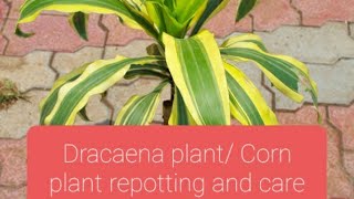 Dracaena plant  Corn plant repotting and care [upl. by Owena]