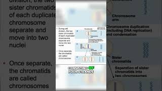 DNA 🧬 Replication of Chromosomes SIMPLE sister chromatids [upl. by Annairda436]