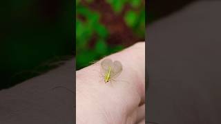 Green LacewinginsectChrysopa lacewig insects nature naturalife [upl. by Randy522]